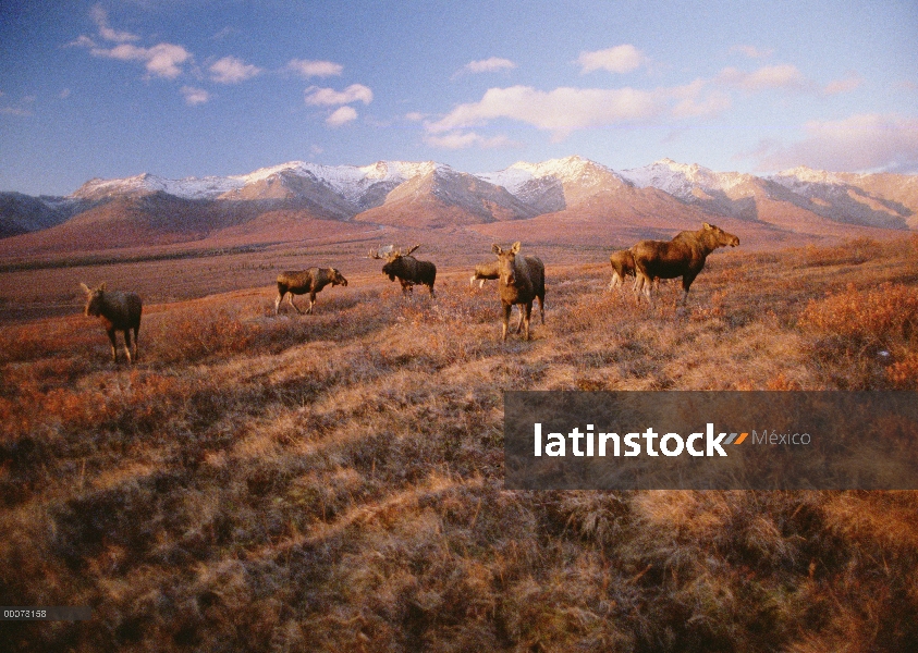 Alce de Alaska (Alces alces gigas) y harén en tundra color otoño, Alaska