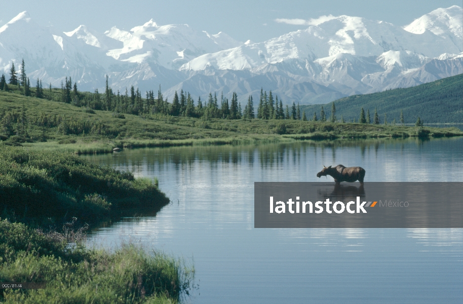 Alce de Alaska (Alces alces gigas) en Wonder Lake, Parque Nacional de Denali y Preserve, Alaska