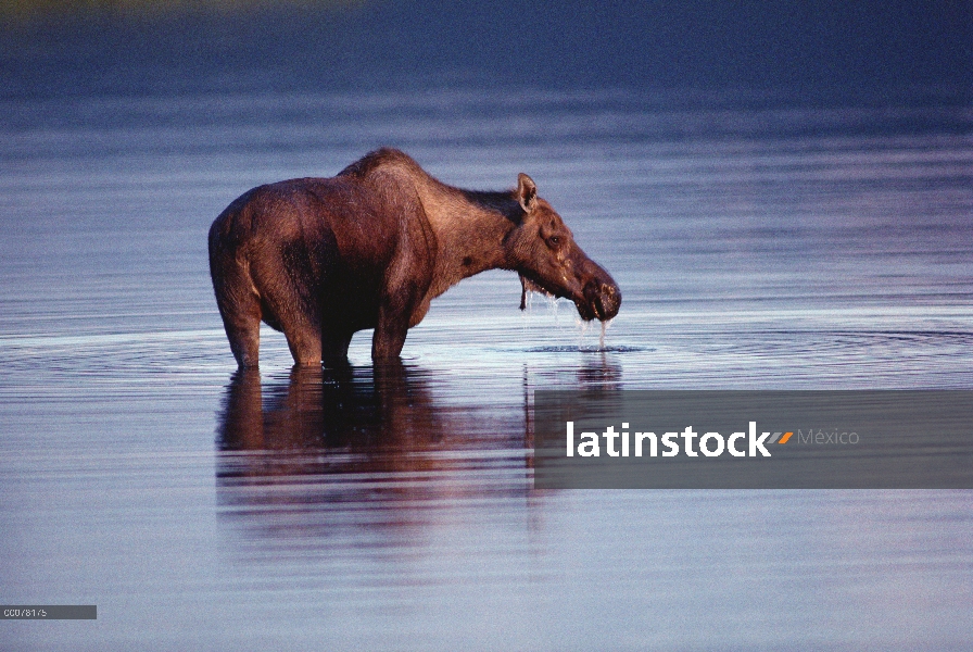 Mujer de alces de Alaska (Alces alces gigas) de alimentación en el lago, Parque Nacional de Denali y