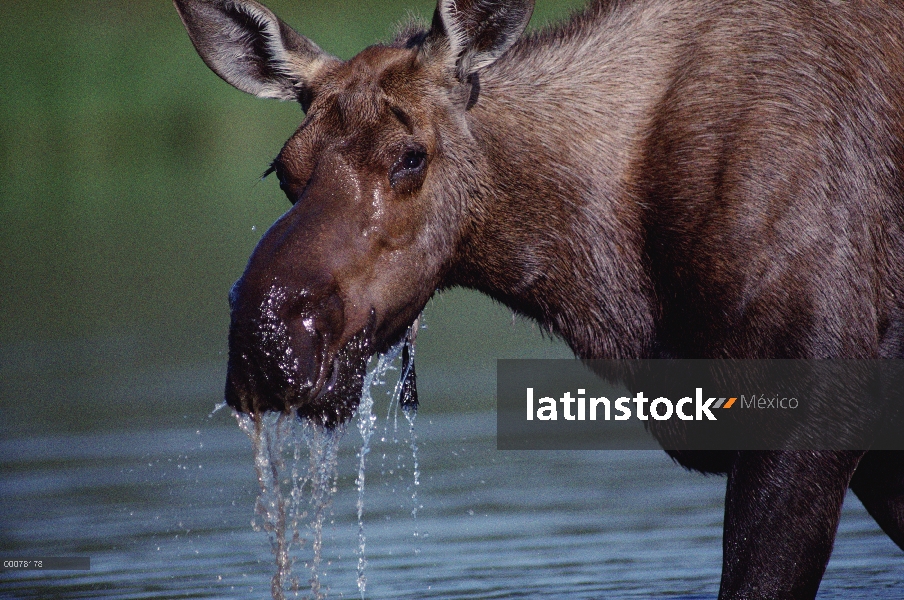 Mujer de alces de Alaska (Alces alces gigas) de alimentación en el lago, Parque Nacional de Denali y