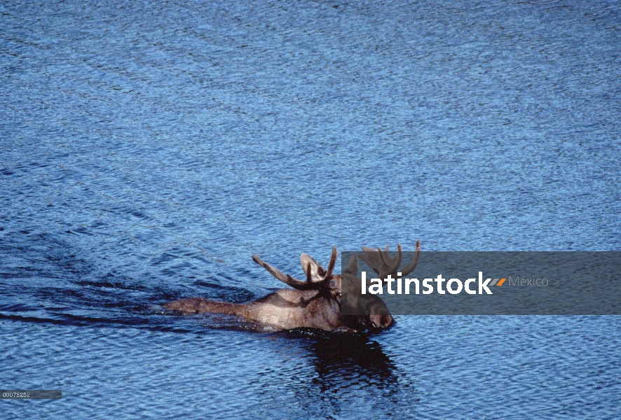 Hombre de alces de Alaska (Alces alces gigas) nadando en el lago, Parque Nacional de Denali y Preser