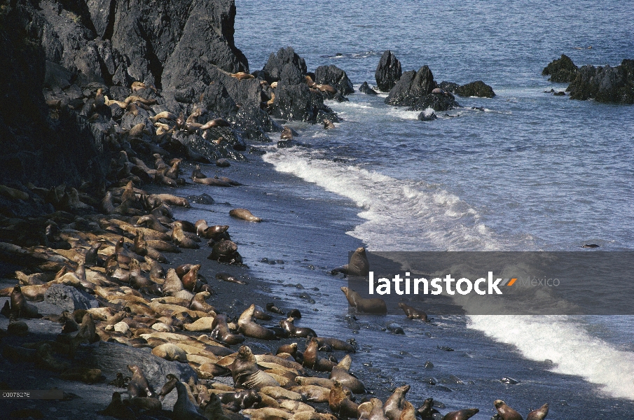 Grupo lobo de marino de Steller (Eumetopias jubatus) en el litoral, Alaska