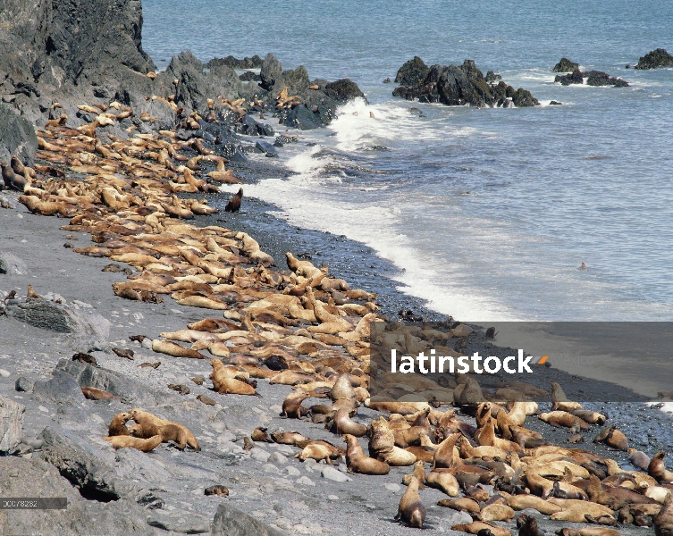 Grupo lobo de marino de Steller (Eumetopias jubatus) en el litoral, Alaska