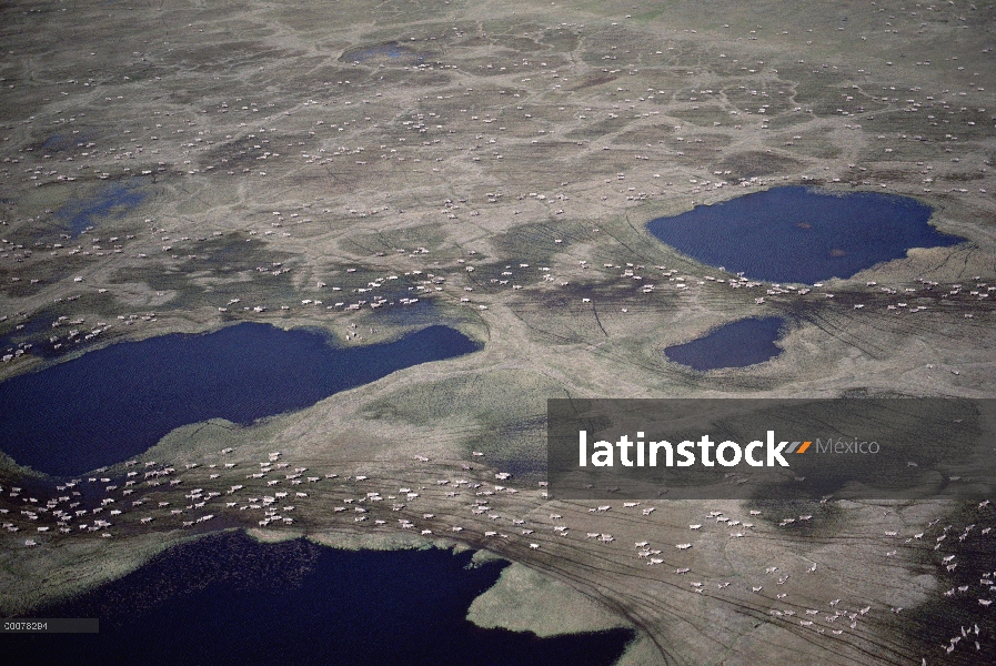 Vista aérea de caribú (Rangifer tarandus) de Hato puerco espín migrando a través de la tundra a part