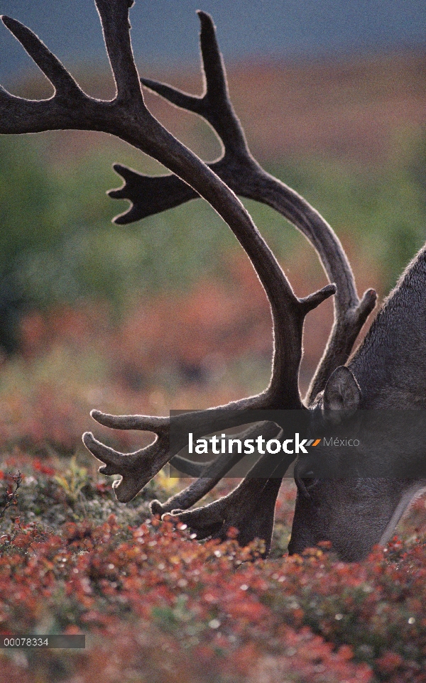 Caribú (Rangifer tarandus) en las plantas de la tundra, Alaska