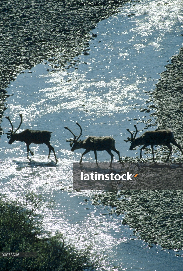 Río poco profundo cruce de caribú (Rangifer tarandus) trío, Alaska