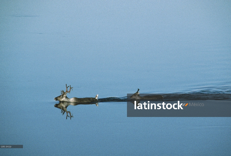 Par de caribú (Rangifer tarandus) nadando en el río durante la migración, Alaska