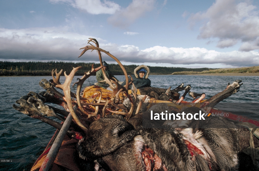 Inuits en lancha con cadáveres cosechados de caribú (Rangifer tarandus), Alaska