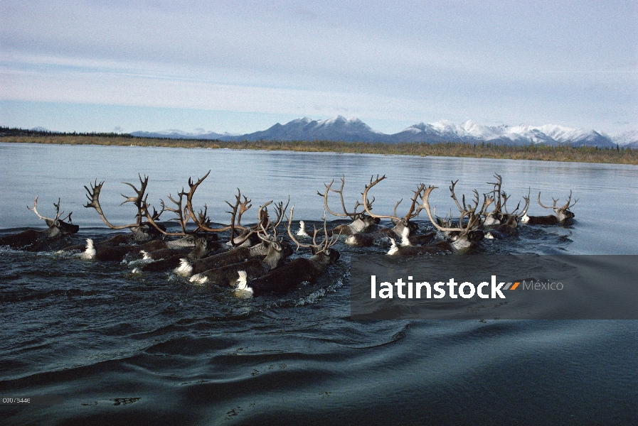 Grupo caribú (Rangifer tarandus) natación durante la migración, río Kobuk, Alaska