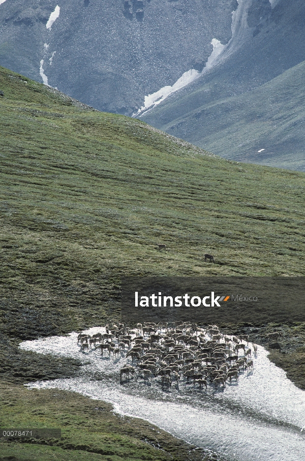 Caribú (Rangifer tarandus) de la manada de puerco espín apiñamiento en tundra de hielo patch para ev