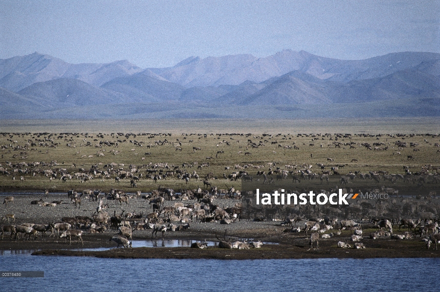 Manada de caribú (Rangifer tarandus) migra en verano, Arctic National Wildlife Refuge, Alaska