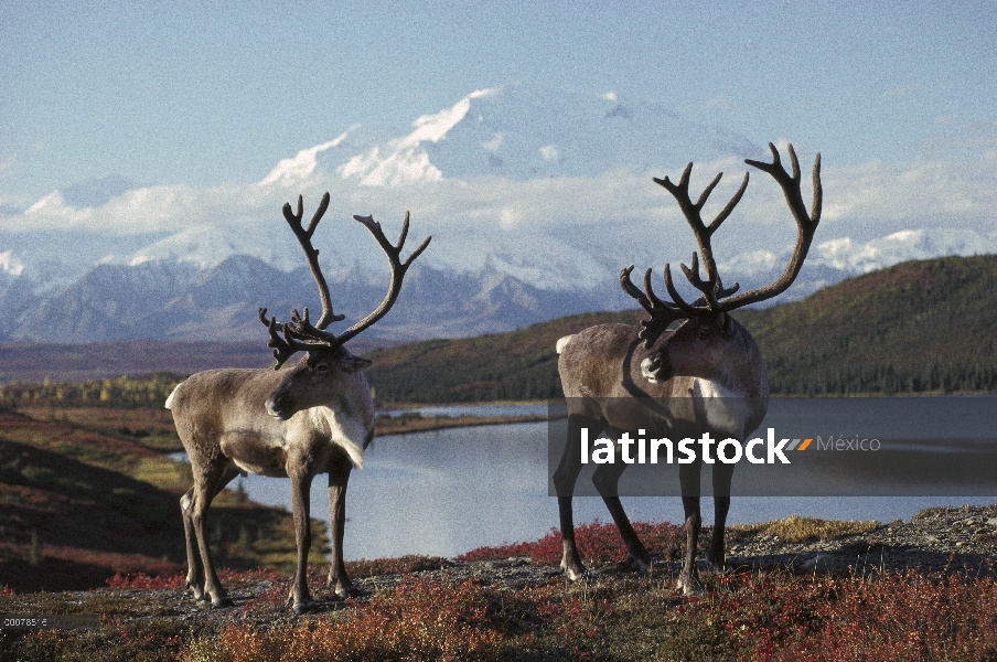 Par de caribú (Rangifer tarandus) de los machos al lado lago, Alaska