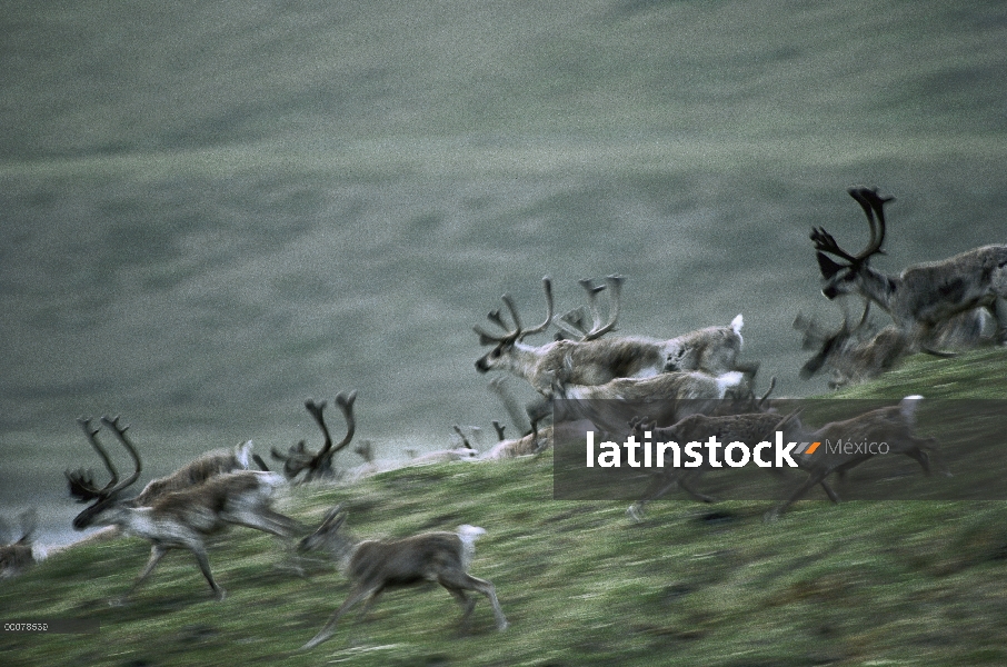 Caribú (Rangifer tarandus) estampida de la manada, Alaska