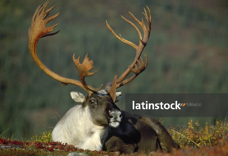 Caribú (Rangifer tarandus) masculino con rack completo, Alaska