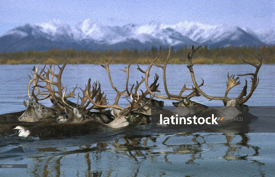 Caribú (Rangifer tarandus) de la natación de manada Ártico occidental a través del río Kobuk durante