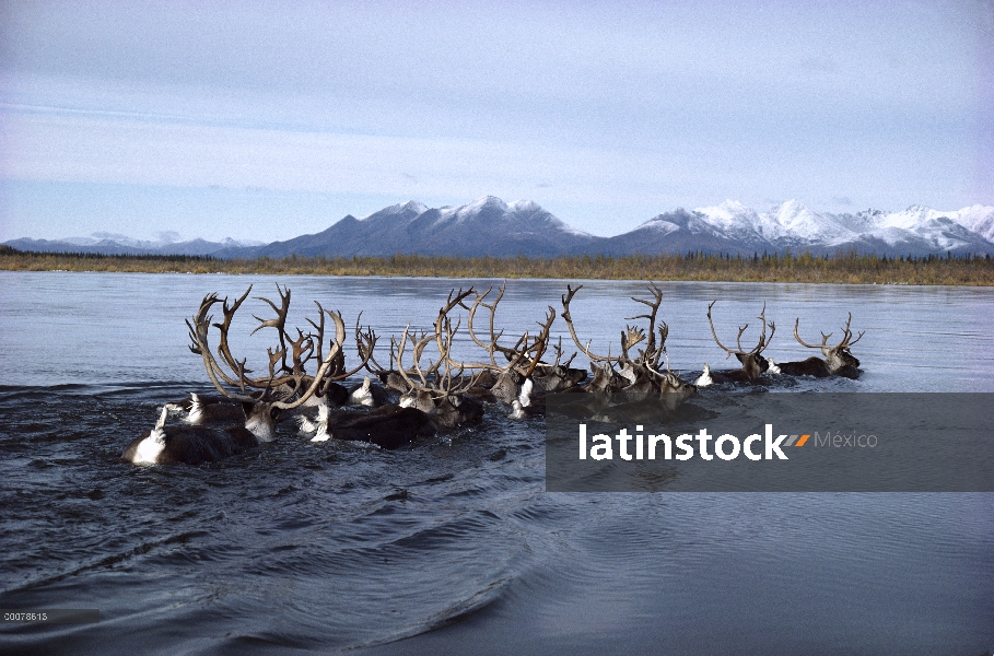 Caribú (Rangifer tarandus) del Ártico occidental, manada de natación a través del río Kobuk durante 