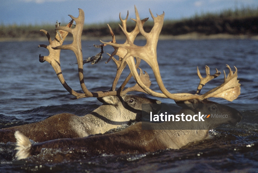 Par de caribú (Rangifer tarandus) nadando en el río durante la migración, Alaska