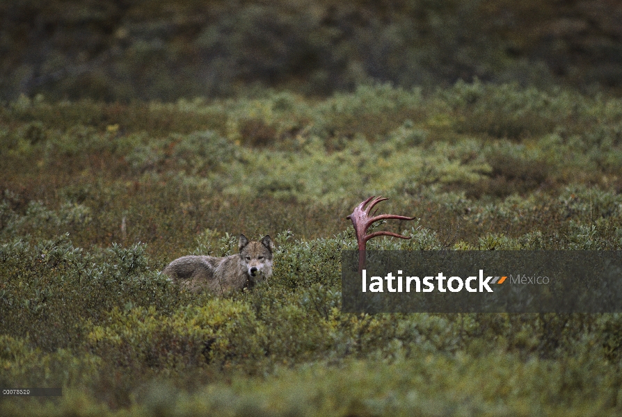 Lobo (lupus de Canis) alimentándose de canal de caribú (Rangifer tarandus), Alaska