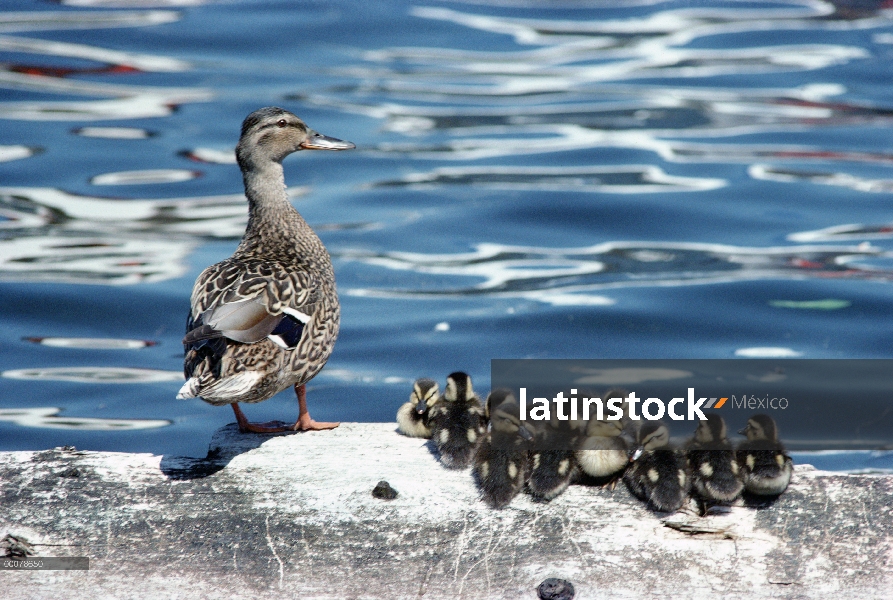 Ánade azulón (Anas platyrhynchos) madre y pollitos en un tronco, Alaska