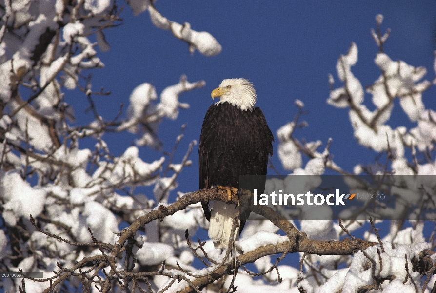 Águila calva (Haliaeetus leucocephalus) percha de árbol Nevado, Alaska