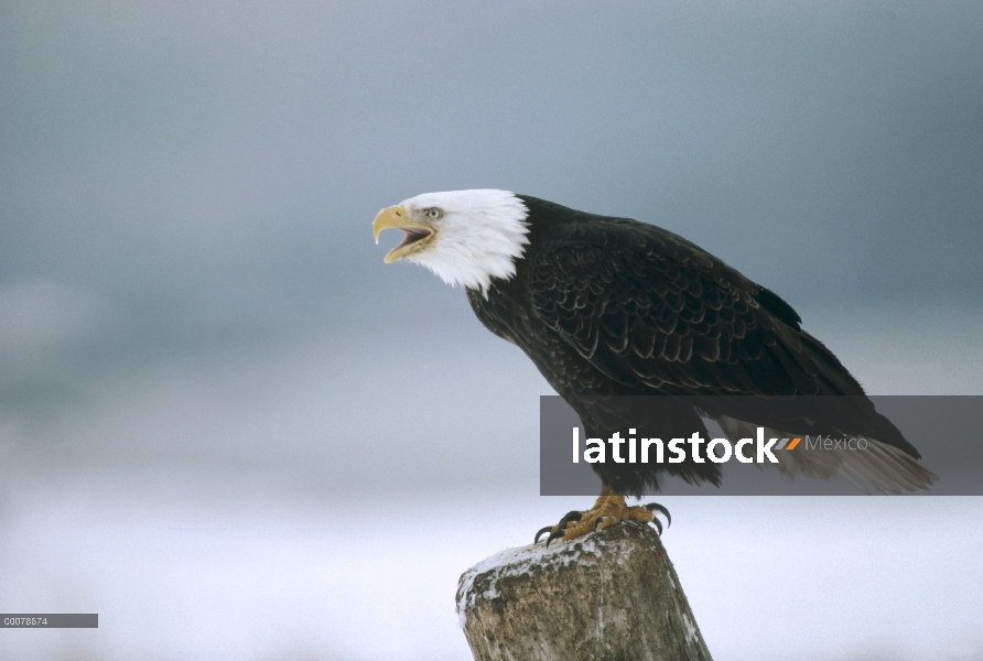 Águila calva (Haliaeetus leucocephalus) llamando desde Alaska,