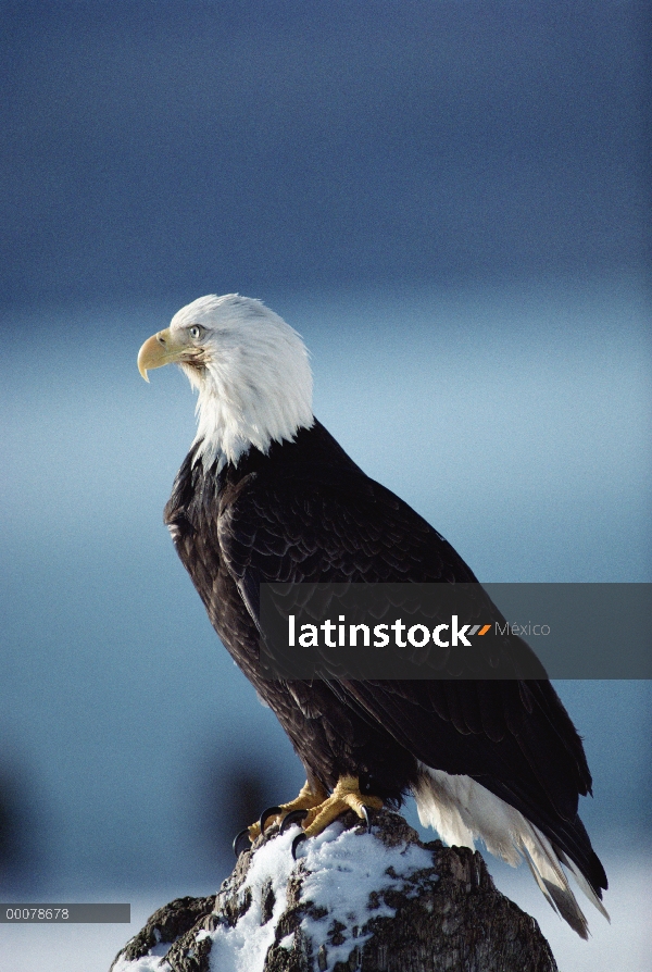 Retrato de águila calva (Haliaeetus leucocephalus), Alaska