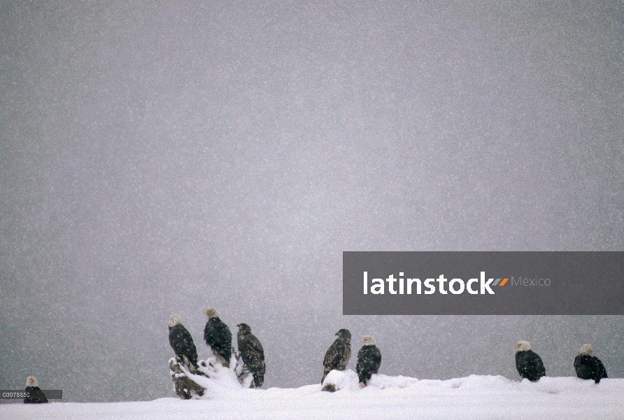 Grupo águila calva (Haliaeetus leucocephalus) en la nevasca, Alaska