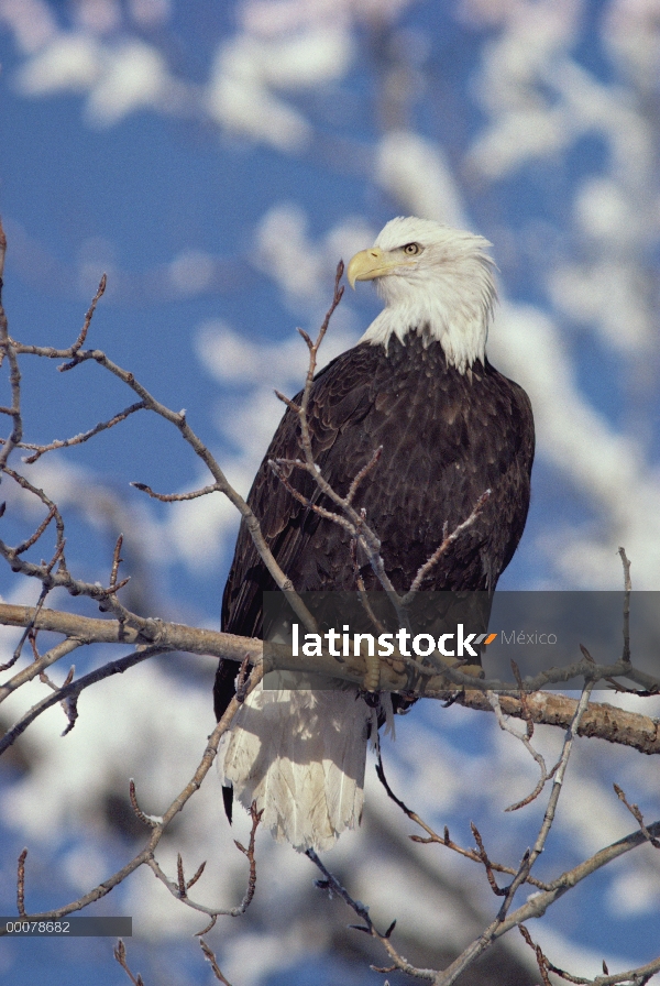 Águila calva (Haliaeetus leucocephalus) en árbol cubierto de nieve, Alaska