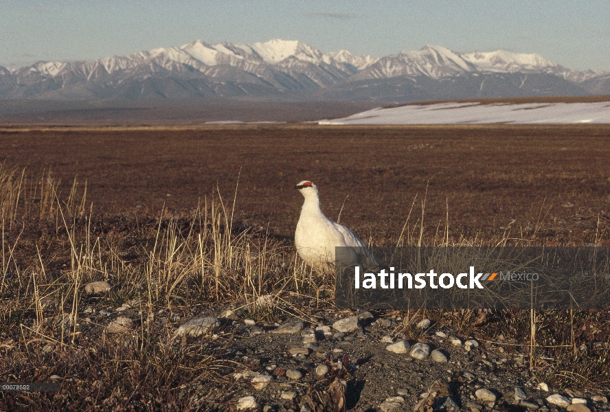 Rock perdiz blanca (Lagopus muta) en plumaje de invierno, Alaska