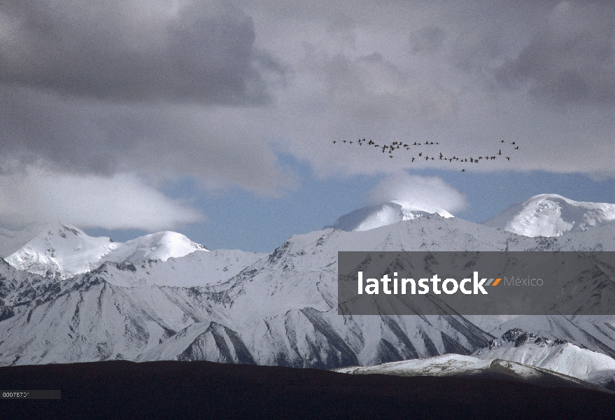 Sandhill Crane (Grus canadensis) rebaño de vuelo durante la migración, Alaska