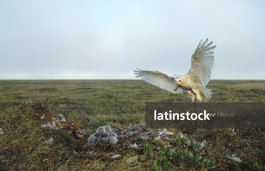 Búho nival (Nyctea scandiaca) trayendo el ratón a los pollitos en tundra nido, Arctic National Wildl