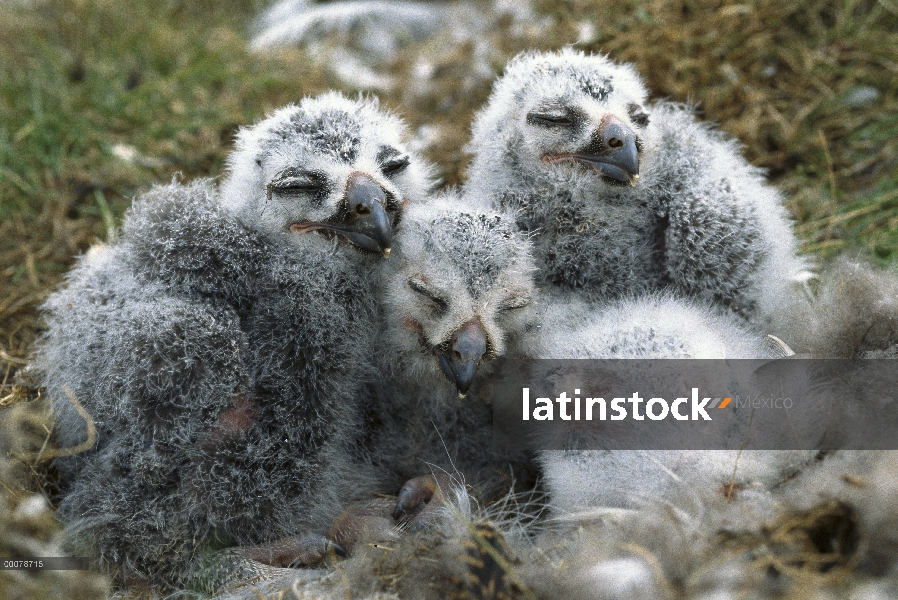 Nidifican de polluelos de Búho nival (Nyctea scandiaca) dormir en tundra, Arctic National Wildlife R