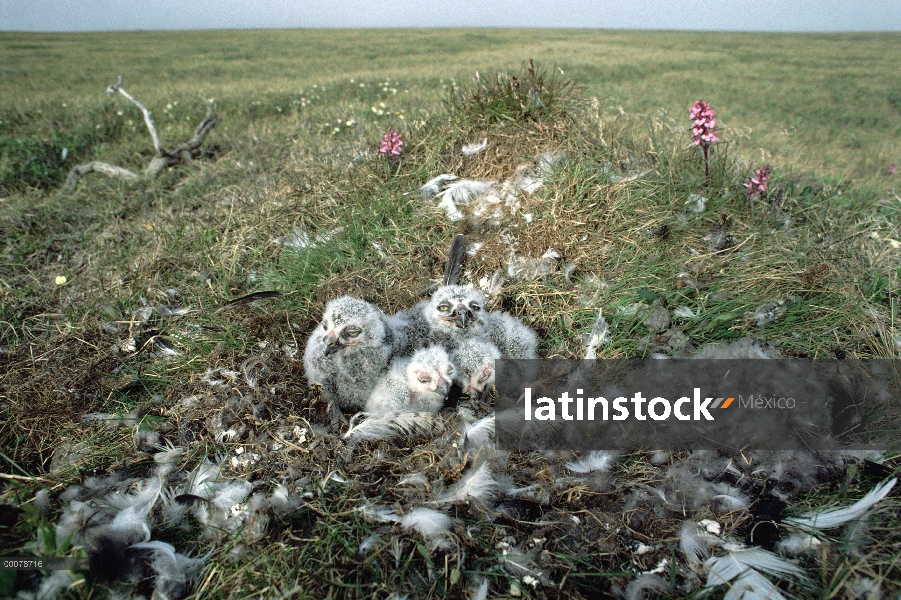 Búho nival (Nyctea scandiaca) polluelos en el nido en tundra, Alaska