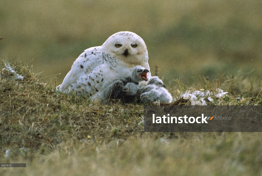 Nido de Búho nival (Nyctea scandiaca) padres y pichones en tundra, Alaska