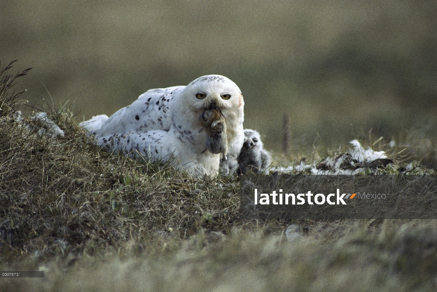 Búho nival (Nyctea scandiaca) en tundra nido con polluelos y capturado Lemming, Arctic National Wild