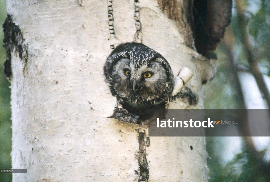 Buho boreal (Aegolius funereus) en la cavidad del nido, Alaska