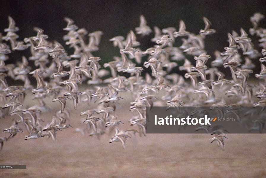 Rebaño de Playerito occidental (Calidris mauri), vuelo, Alaska