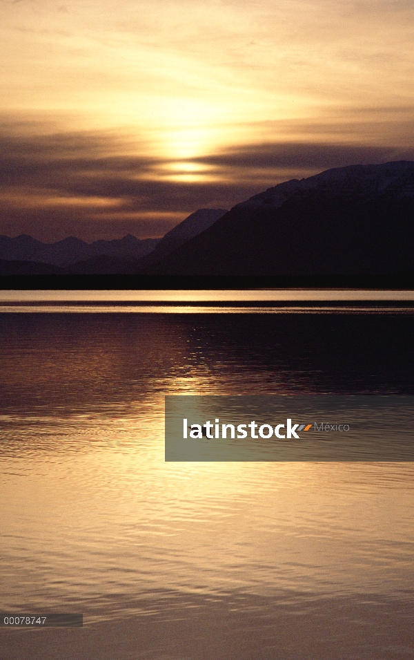 Gaviota de alas de gaviota (Larus glaucescens) al atardecer, Alaska