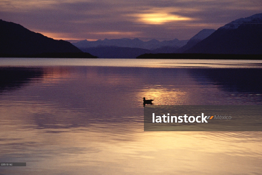 Gaviota de alas de gaviota (Larus glaucescens) en el lago al atardecer, Alaska