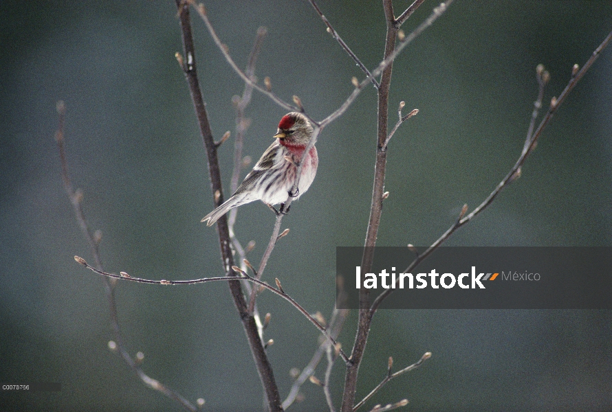 Sizerín (Carduelis flammea) perchado en la rama, Alaska