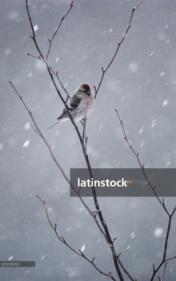 Sizerín (Carduelis flammea) perchado en la rama en una tormenta de nieve, Alaska