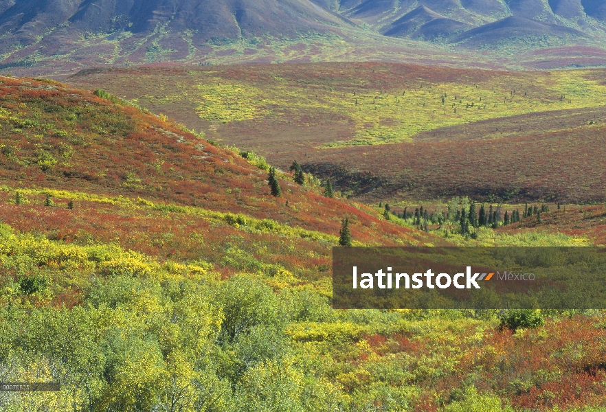 Otoño de color tundra, Parque Nacional de Denali y Preserve, Alaska