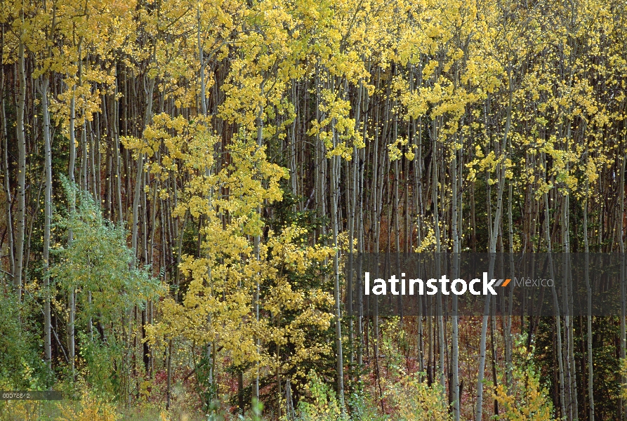 Quaking Aspen (Populus tremuloides) árboles en colores de otoño, Alaska