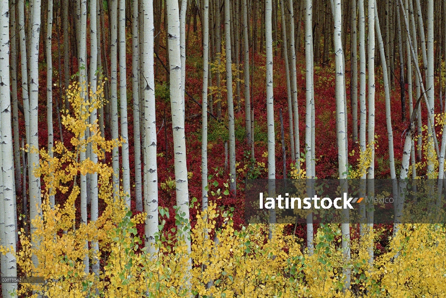 Quaking Aspen (Populus tremuloides) árboles en colores de otoño, Alaska