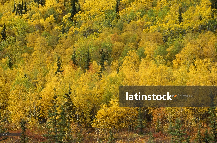 Otoño, bosque, Alaska de color