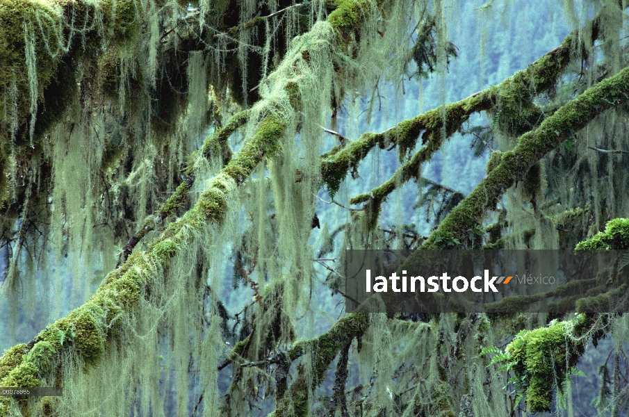 Cubiertas de musgo ramas en crecimiento de antiguo bosque, bosque del nacional de Tongass, Alaska