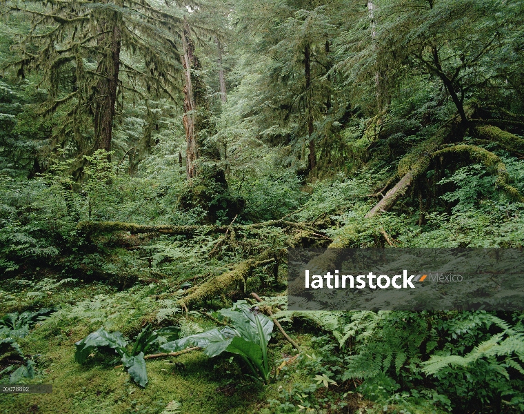 Interior de bosque templado lluvioso, bosque del nacional de Tongass, Alaska