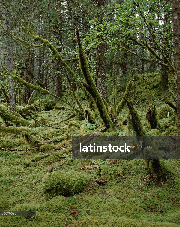 Interior de bosque templado lluvioso, bosque del nacional de Tongass, Alaska