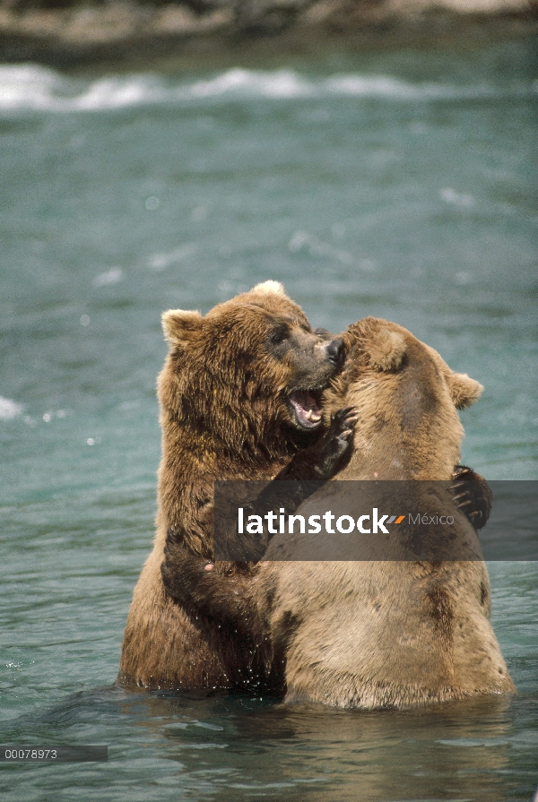 Par de oso pardo (Ursus arctos horribilis) combates en río, América del norte