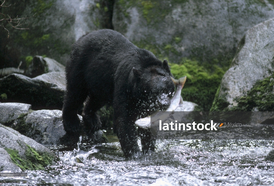 Black Bear (Ursus americanus) pescar salmón, Alaska